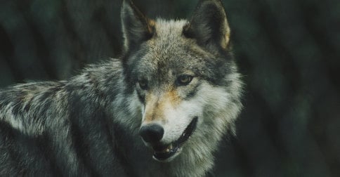 What The Wolves In Yellowstone Taught Me About Grace